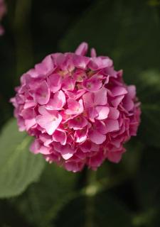 De Roos Leeuwarden Bloementuin & Biodynamisch Ontbijt - 1