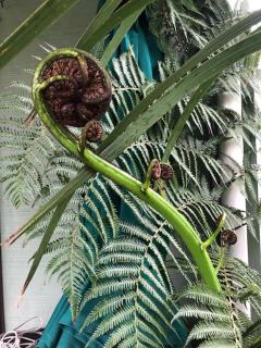 Matarangi Bach - 0