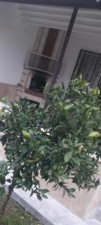 Villa Olive - 1