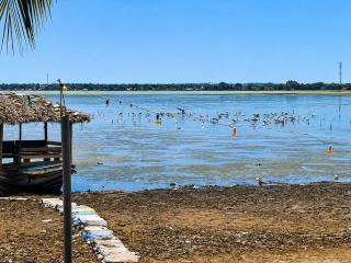 La Vida Lagoon - 0