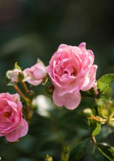 De Roos Leeuwarden Bloementuin & Biodynamisch Ontbijt - 9