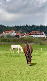 Hotelový a jezdecký areál Dvůr Krutěnice - 9