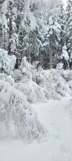 Waldmelodie Hütte - 4