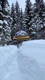 Treetop igloo by the river - 1