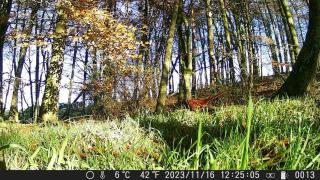 Pet-Friendly Woodland Escape, 30 acres, Turriff. - 1