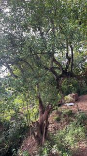 Wild Olive Tree Hostel - 4
