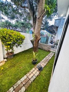 Mango tree heaven - 7