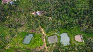 Wayanad Palm Grove Retreat G Floor - 7