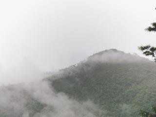 Pirul Vatika - 8