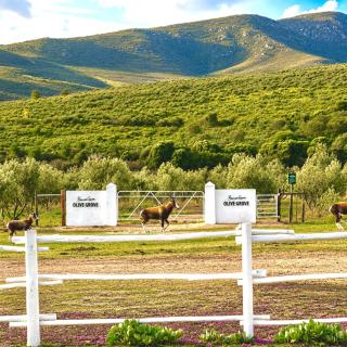 Bronze Grove Farm and Chalets - 2