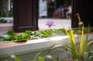 La Palm Garden Hotel- Luang prabang - 4