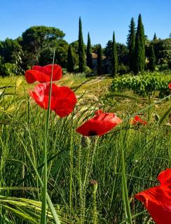 Mas de famille en Provence - 9