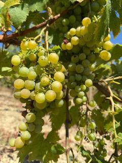 Vineyards Experience - 9