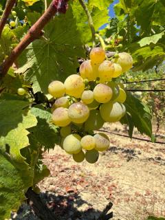 Vineyards Experience - 4