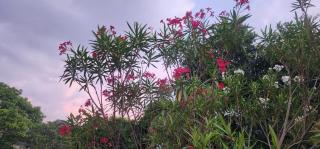 Sunview - Elagolla Gardens - 3