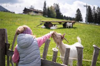 Höfle - Alp - 1