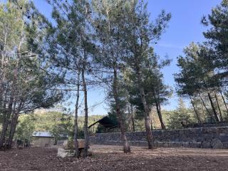 Horizon Pines - 5