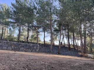 Horizon Pines - 6