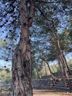 Horizon Pines - 8