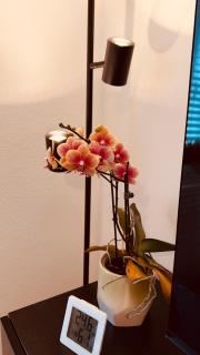 Cozy Corner - Passau - 6