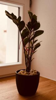 Cozy Corner - Passau - 1