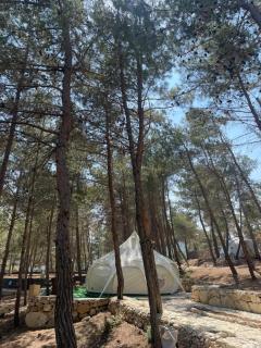 Lotus Belle Tent in a Kobayat Pine Forest - 8