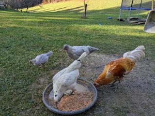 Ferienwohnung für Tierversorger - Katzen, Schafe, Hühner und Enten füttern - 9