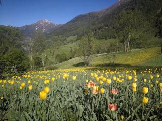 Chalet Mallum – Garden Apartment - 6