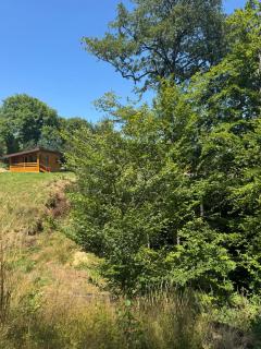 Bran Forest Hideaway - 4