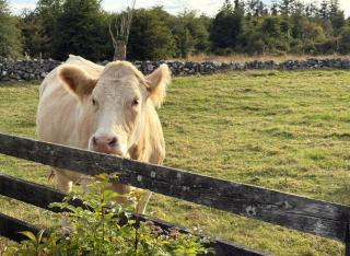 The Ballyforan Cottage - 1