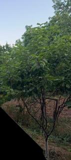Հյուրատուն - 0