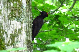 Hokkaido guesthouses Asanebou - 2