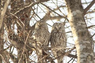 Hokkaido guesthouses Asanebou - 3