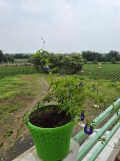 Serene Farmhouse - 2