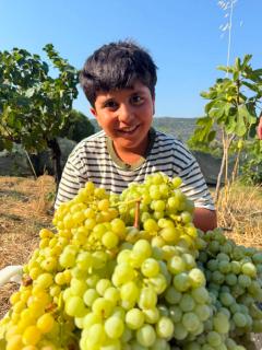 Mayafa Zeytinli Bağ - 6