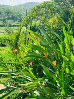 La Olive homestay - 5