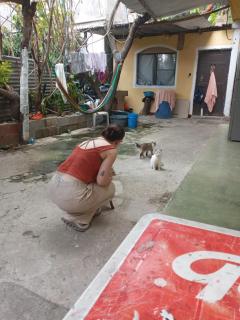 Hostal the Cats - 1
