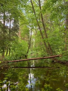 Ferienwohnung im Wald - 3