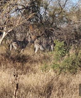 ThutlwaDitholo Lodge - 6