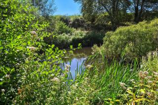 Meadow Sweet - 4