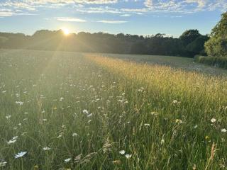 Meadow Sweet - 6