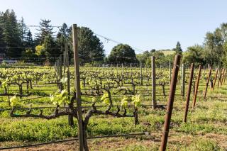 Private Vineyard Stay in Napa Valley - 9