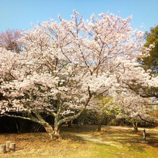 洲本家　SUMOTOYA - 2