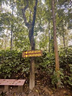 Couplestay by bilwa estate near Saklespur - 4