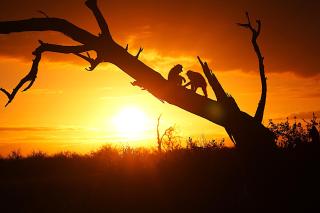 Grace of Africa, Luxury Safari Lodge near Kruger National Park - 8