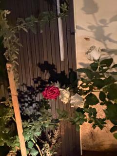 Al Khaldi Farm & Cottage - 4