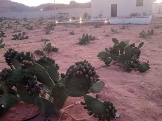 Wadi Rum Peace & Privacy Guesthouse - 8