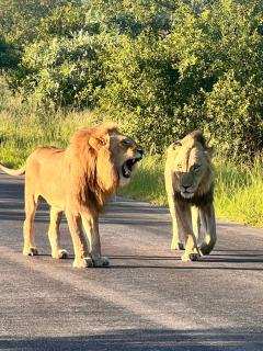 Inn Africa Safari Camp - 5