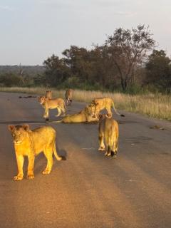 Inn Africa Safari Camp - 6