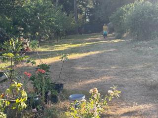 Studio-LickeyHills-NearAttractions-Garden-1 Pet Ok - 5